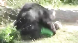 Bear attack. Video, Asia.