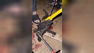 2 cats 1 guillotine. Cat abuse. Video.