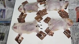 What happens if a hamster is exposed to electricity?