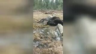 Two bears and an elk were killed by electricity