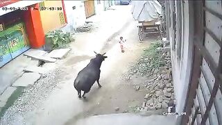 Cow Wars. The cow attacked the child