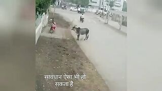 Cow Wars. Episode 5. India. Video.