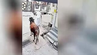 Predatory cow attacks pensioner. Video.