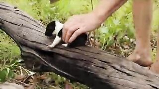 Sawed up a live puppy and fed it to a dog. Video