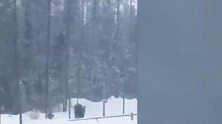 A bear attacked drilling workers. Video.