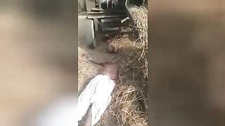 The man got into the thresher. Video. India.