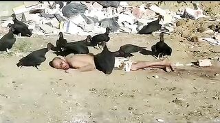 Birds eat the corpse of a man in the garbage. Brazil. Video.