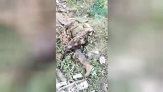 Dead Ukrainian soldiers. Result of an unsuccessful assault