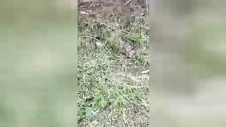 Dead Ukrainian soldiers. Video. Ukraine.