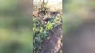 Rotting corpses of Russian soldiers. Video. Ukraine