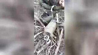 Corpses of Russian soldiers in a trench. Video. Ukraine.