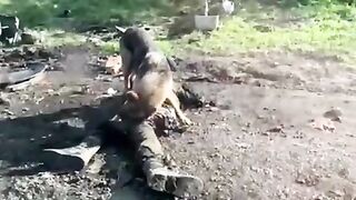 The corpses of Russian soldiers are eaten by cats, dogs and pigs