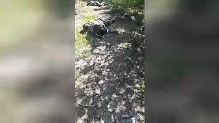 Corpse of Russian soldier with torn face. Ukraine.