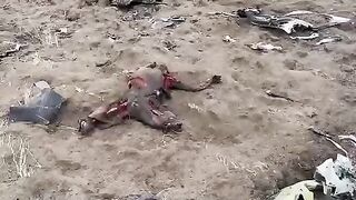 Corpses of Russian soldiers are eaten by dogs and crows