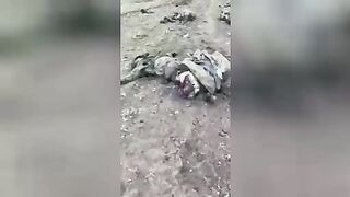 Corpses of Russian soldiers. Video. March 2022.