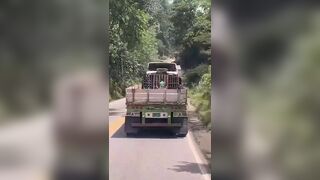 Horny On The Truck