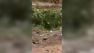 Militia Ambushed In Sudan