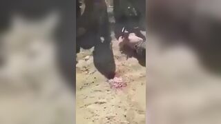 Allegedly Iraqi army kill isis member (brutal way)