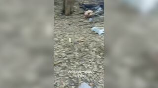 Wild chickens devouring Ukrainian corpses.