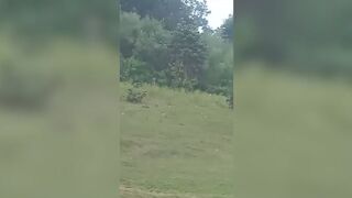 Wild leopard attacking picnickers in India