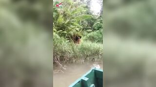 Bornean orangutan gesturing for food