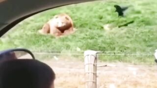 Friendly bear catches a toast