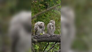 Juvenile Great Horned Owl sibling moment I filmed