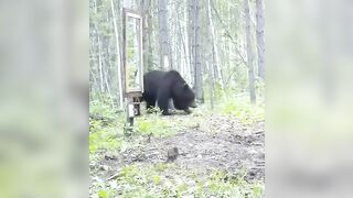 Bear startled by mirror reflection