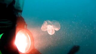 Sea butterfly - a pelagic pteropod that oscillates its parap