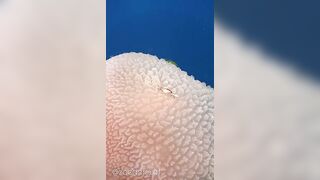 Baby Porcelain Anemone Crab hitchhiking a ride on a Jellyfi