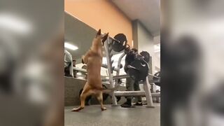 Dog is trying to mimic the squat workout exercise of its hoo