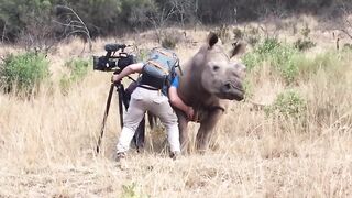 Photographer belly rubs rhino