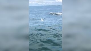 Great hammerhead shark in hot pursuit of a tarpon