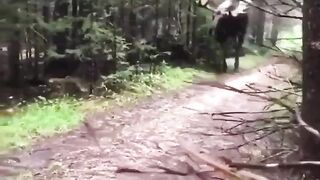 Hiker hides behind a tree as a moose approaches