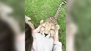 The sounds a cheetah makes when receiving a Massage