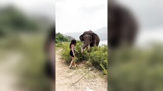 What Could Go Wrong? Woman Encounters An Elephant In Laos An
