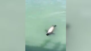 Sea Lion ripping off a Seagull’s head for stealing its food.